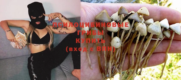 прущие грибы Снежногорск